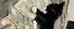 Money Cat