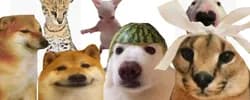 sogga cheems walter bingus doge floppa watermelon dog